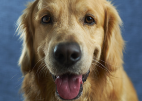 Демо: Щенок лабрадора 3 месяца #1376-729